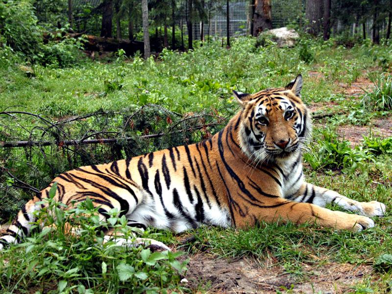  tiger at GarLyn Zoo